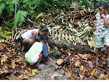 Description: Children planting Bwa Torti plants in the Veuve Reserve on La Digue